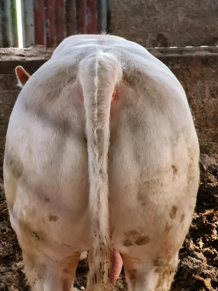 Charolais bull - Image 3