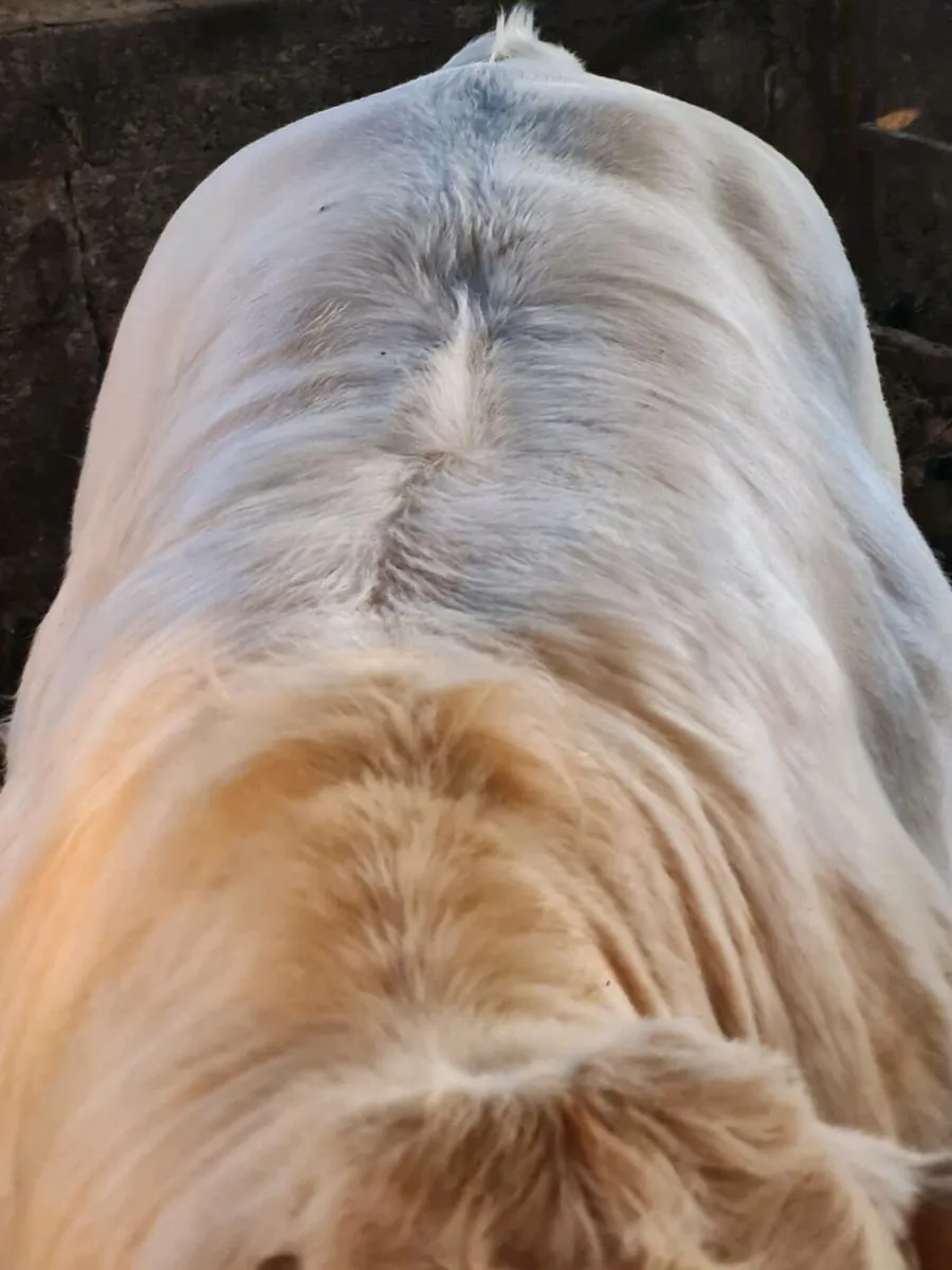 Charolais bull - Image 4
