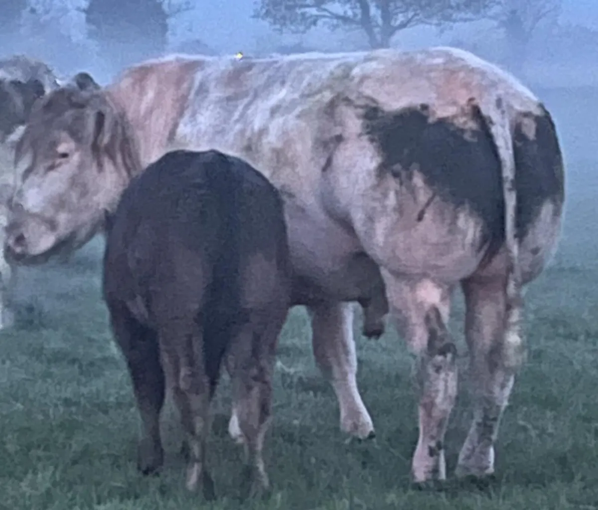 Top quality Belgian blue bull for sale - Image 1