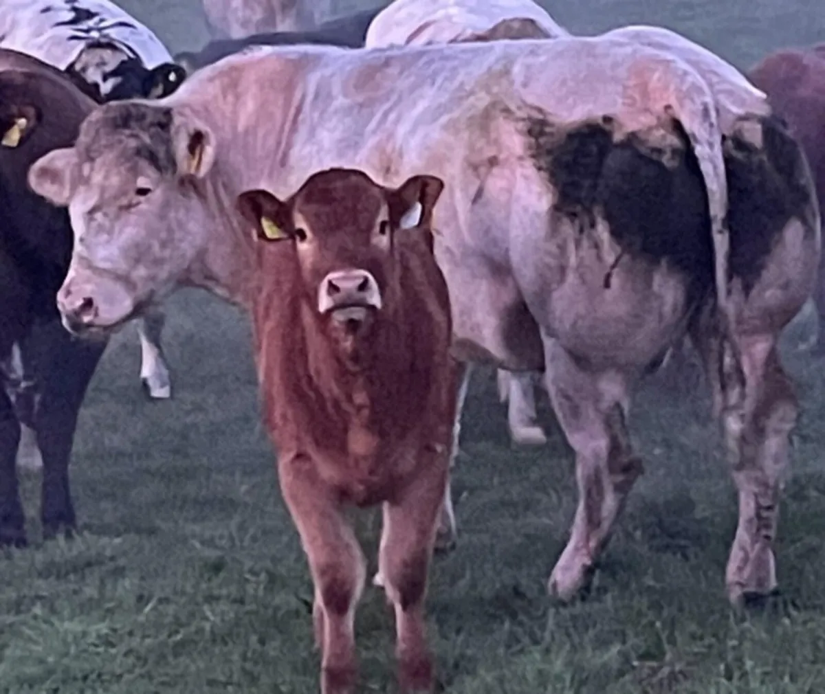 Top quality Belgian blue bull for sale - Image 2