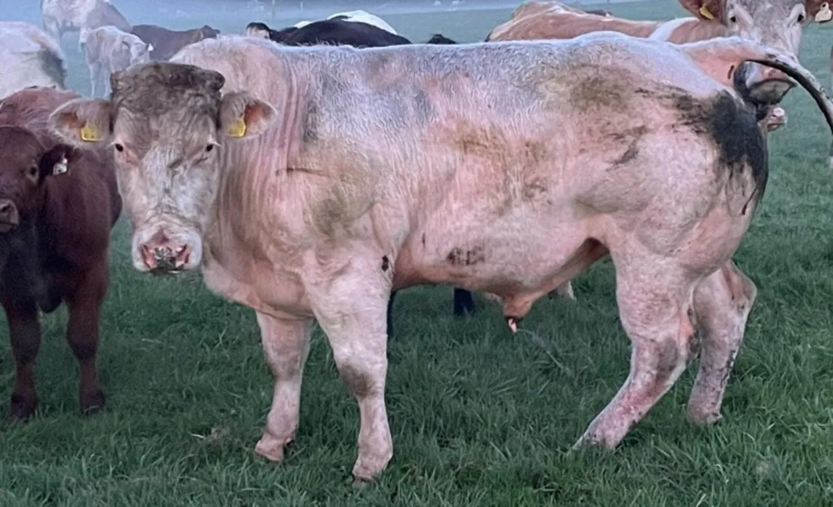 Top quality Belgian blue bull for sale - Image 4