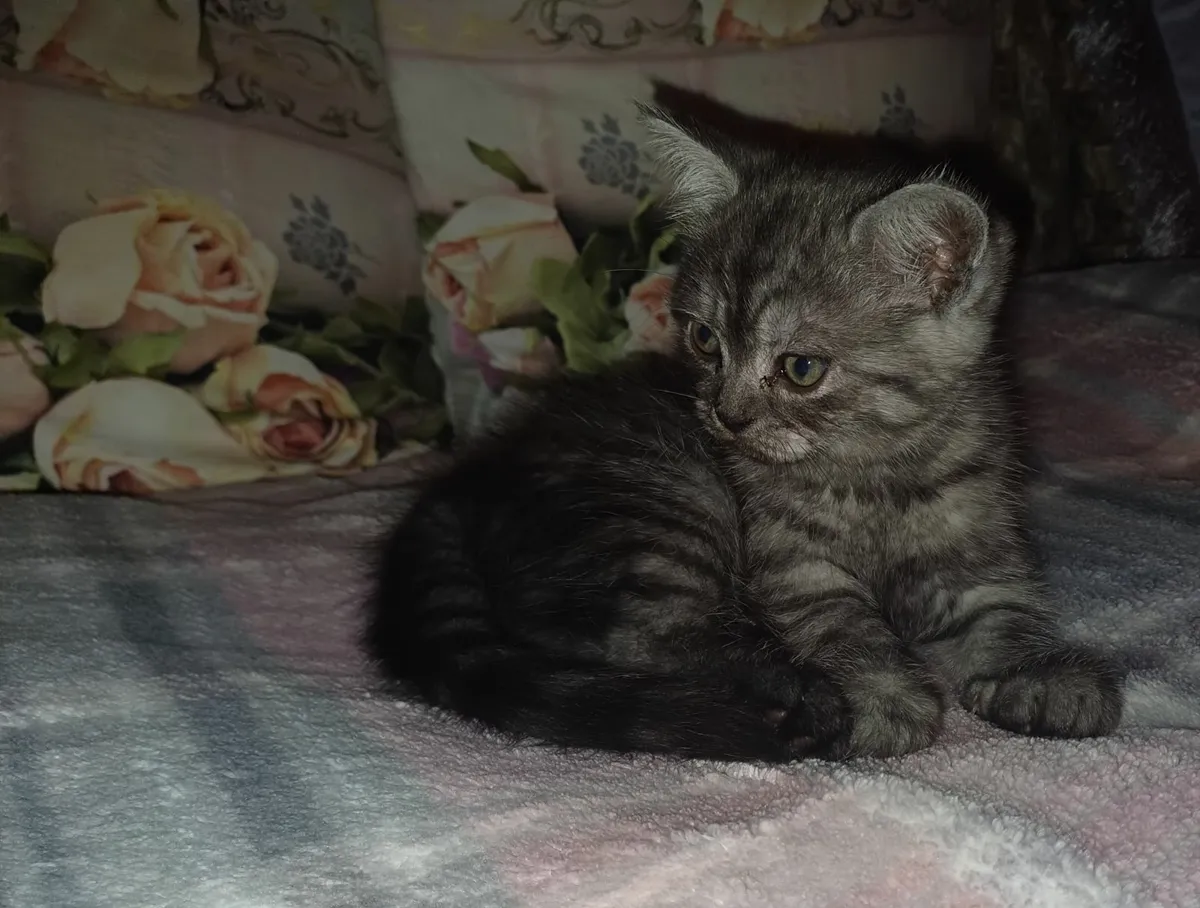 Beautiful Half Persian Kittens - Image 1