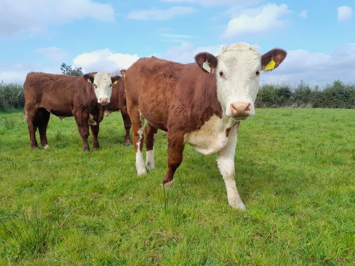 Livestock - Image 1