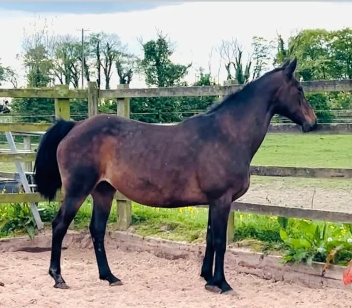 ISH Broodmare for sale - Image 1