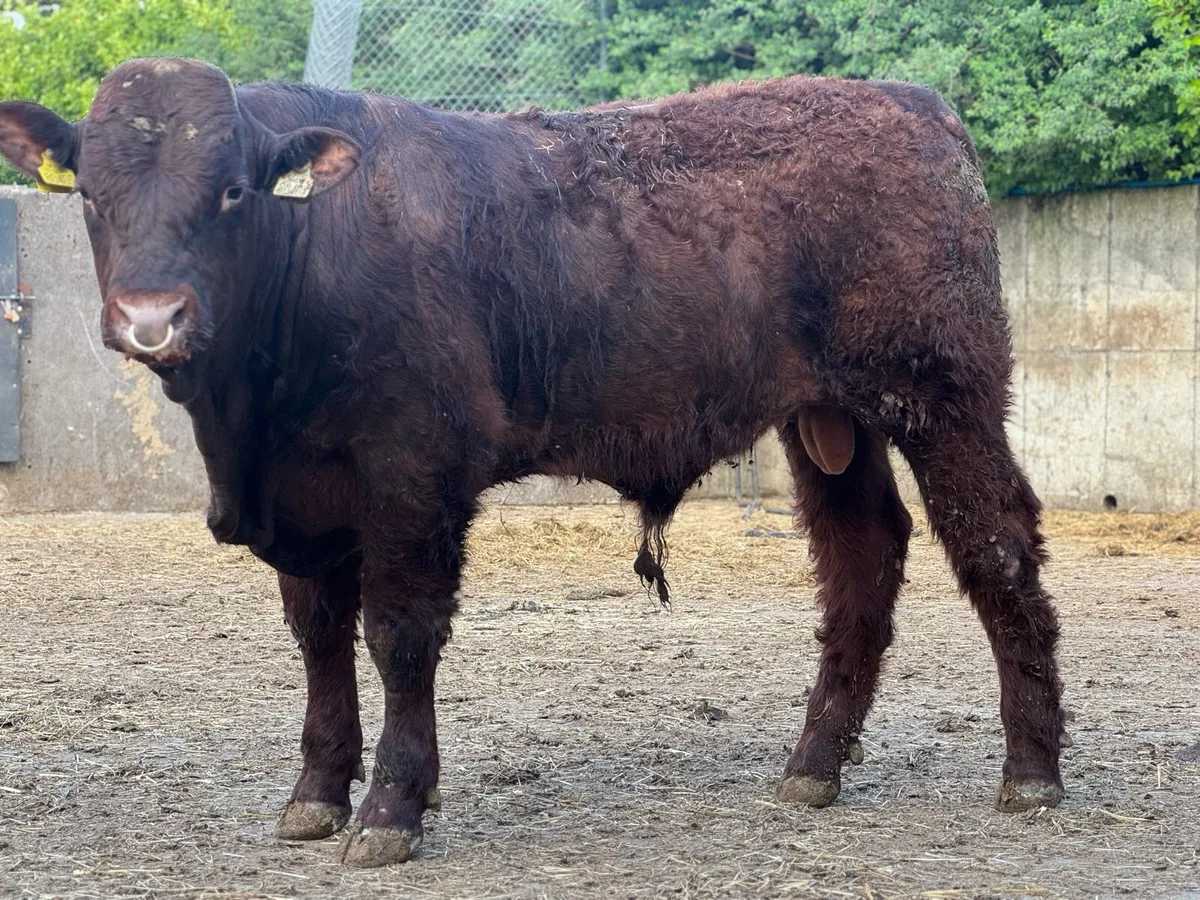 Saler pedigree  registered bulls - Image 1
