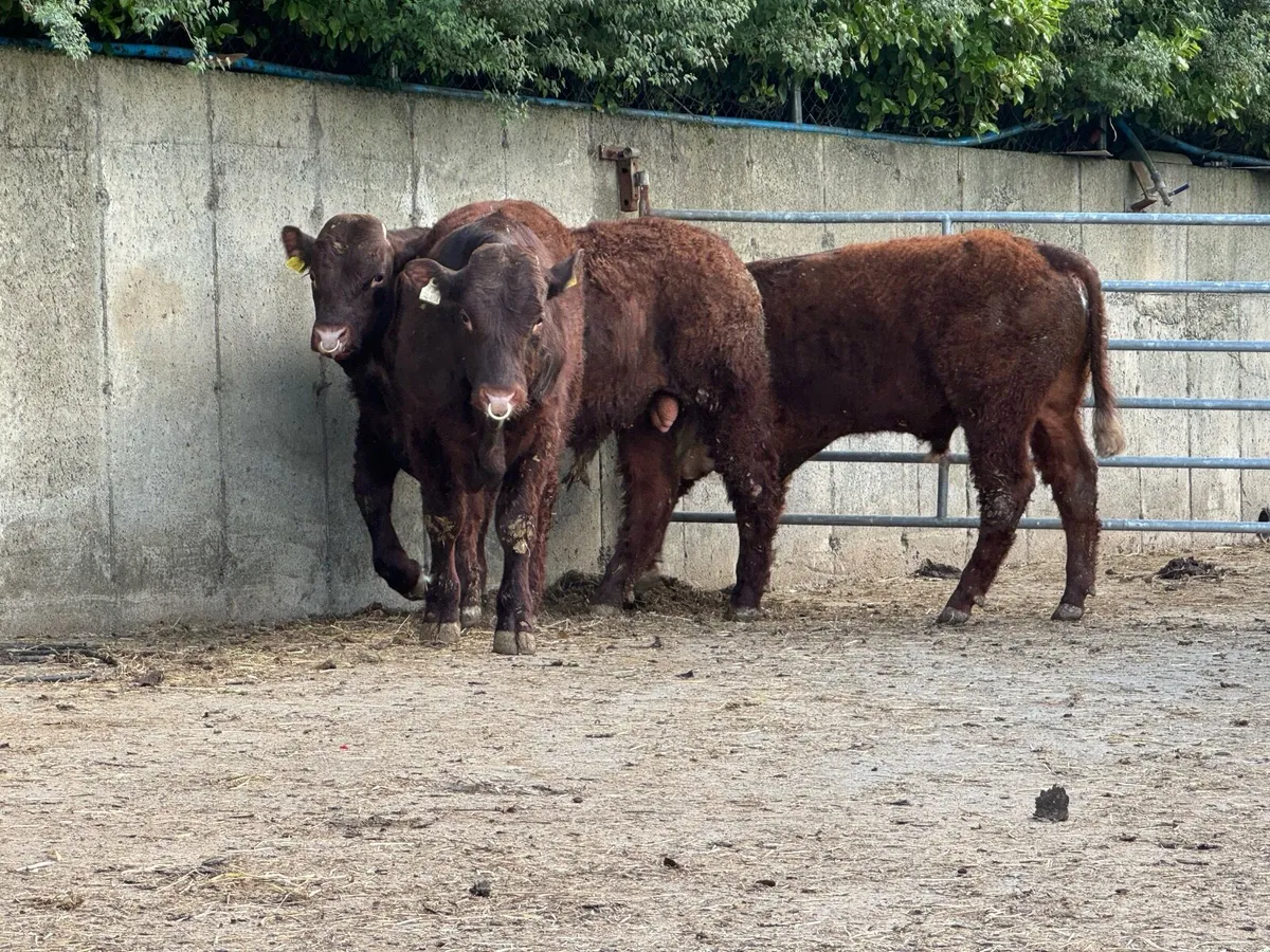 Saler pedigree  registered bulls - Image 2