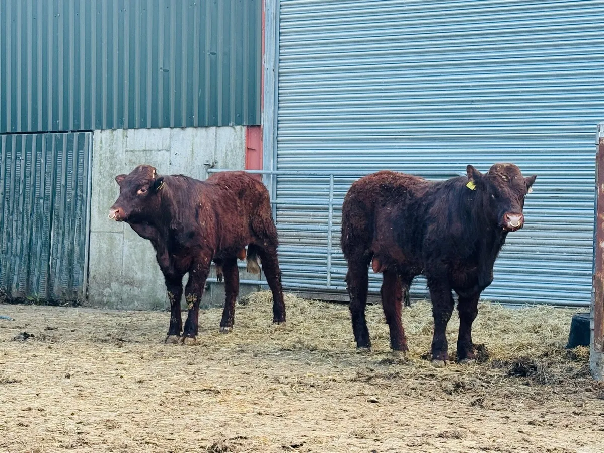 Saler pedigree  registered bulls - Image 3
