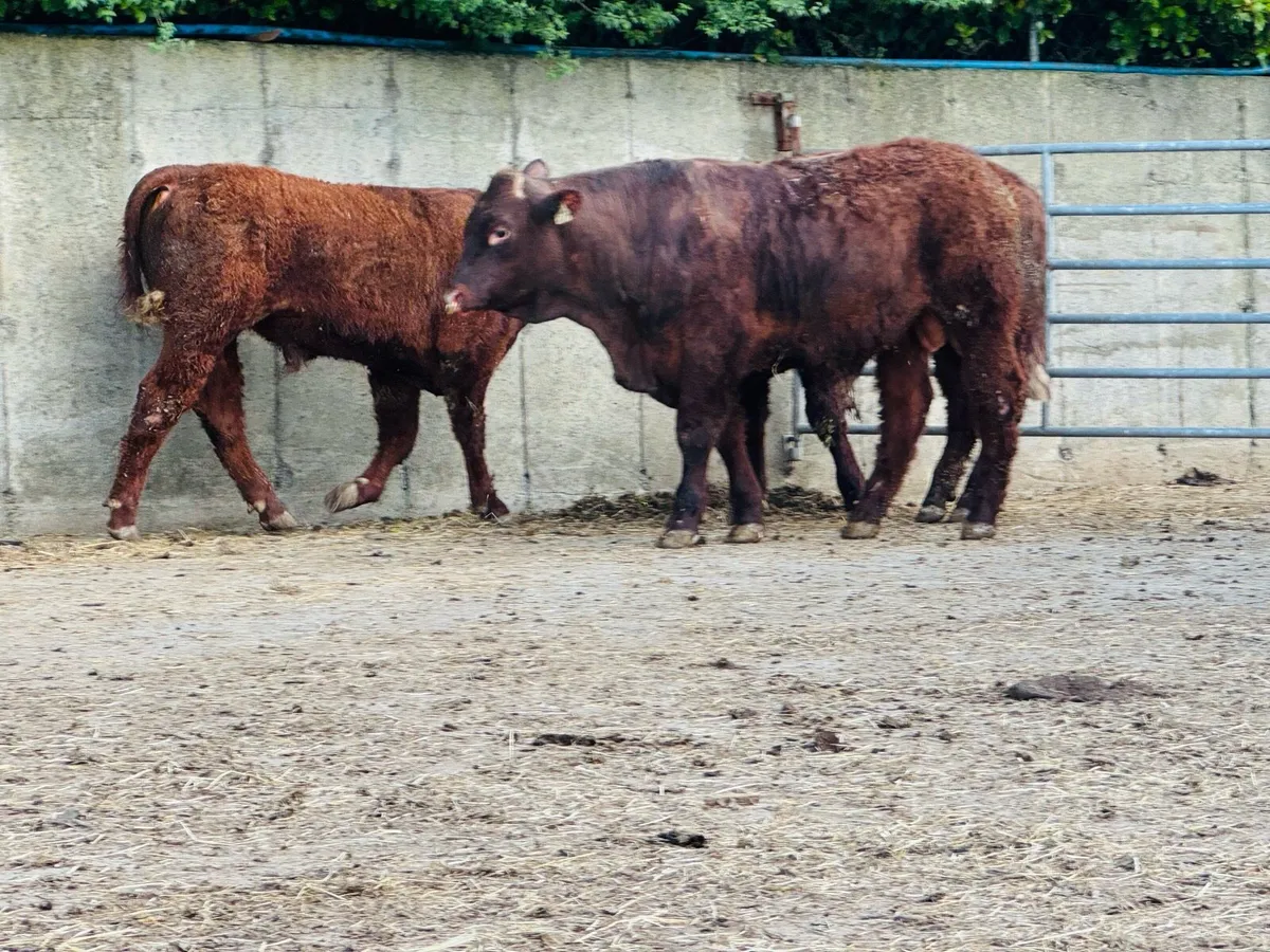 Saler pedigree  registered bulls - Image 4