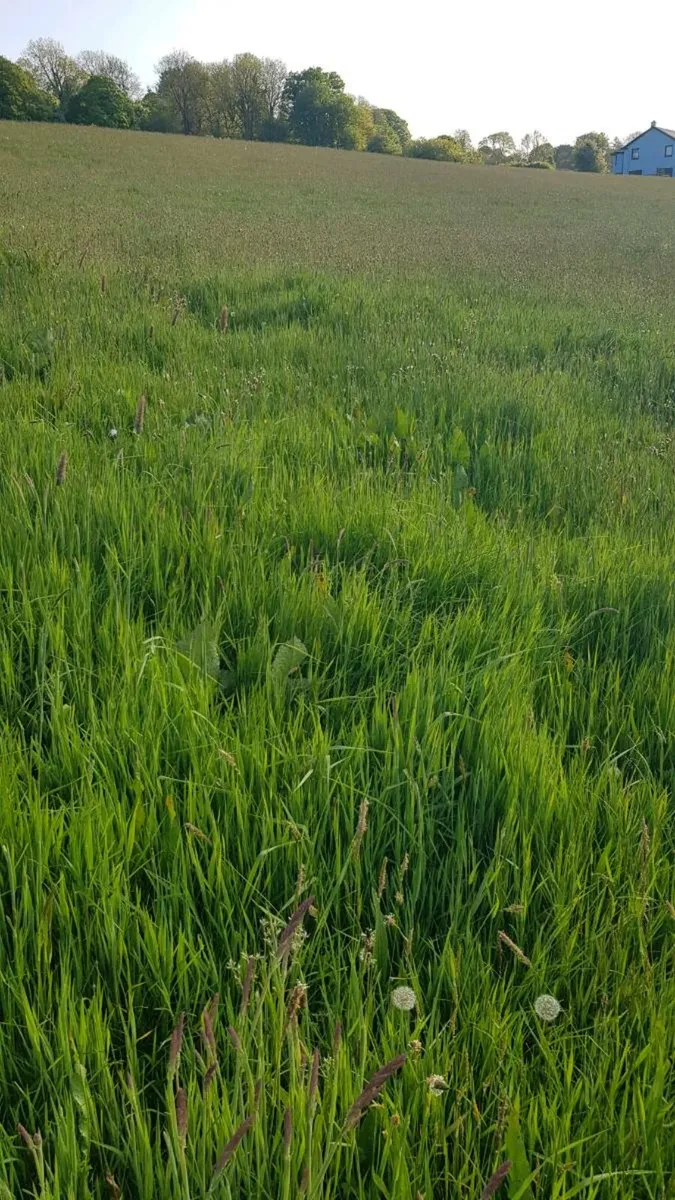 First cut organic silage Cork - Image 1