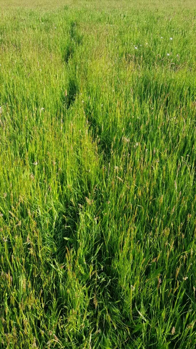 First cut organic silage Cork - Image 2