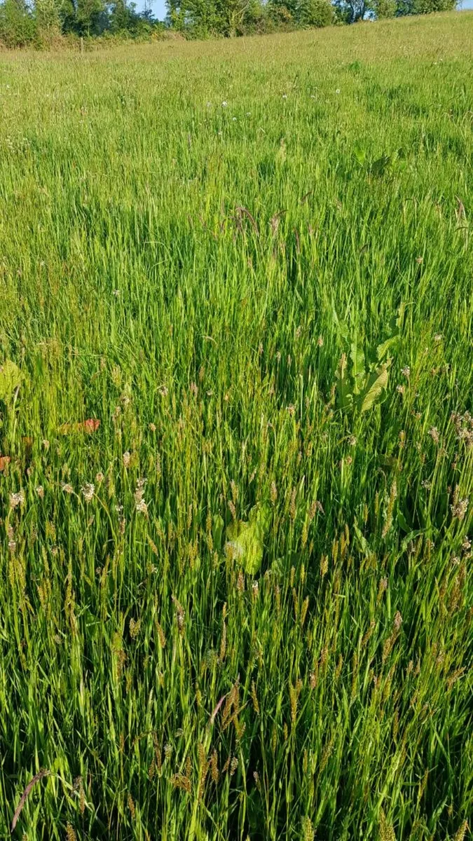 First cut organic silage Cork - Image 3