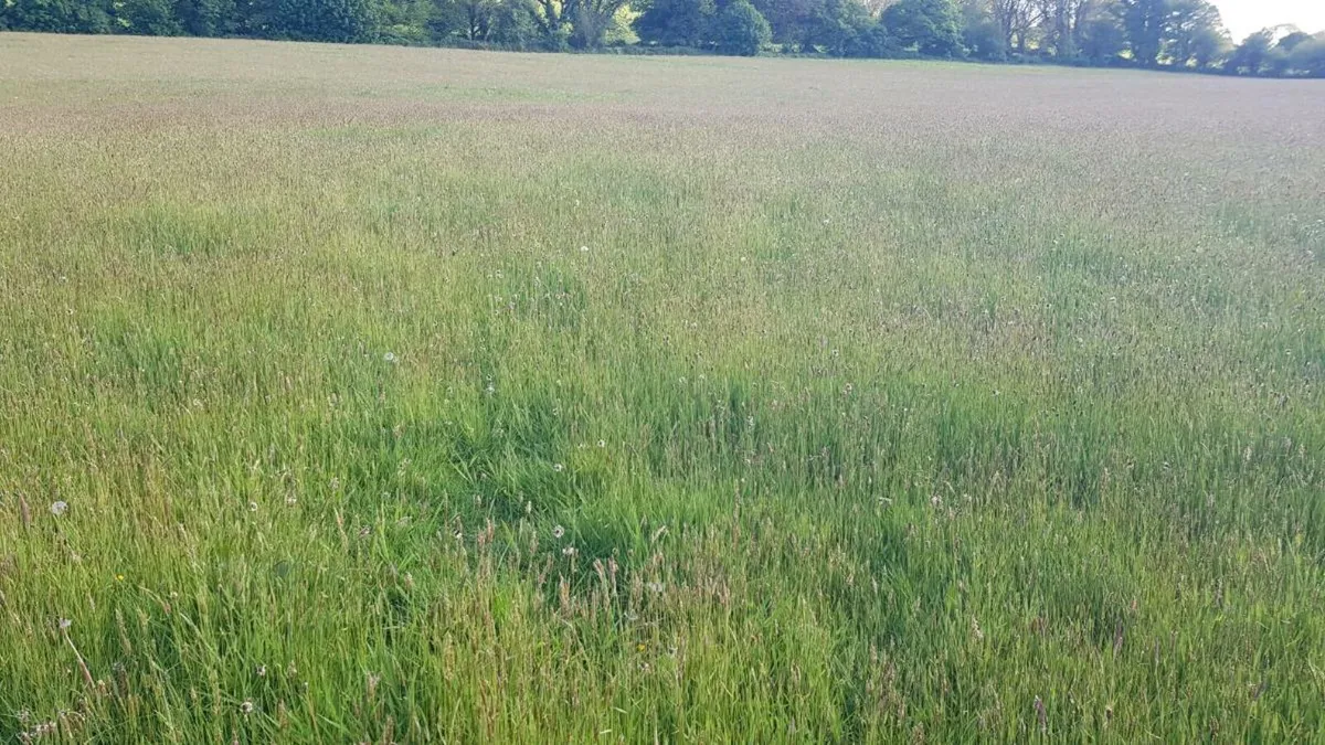 First cut organic silage Cork - Image 4