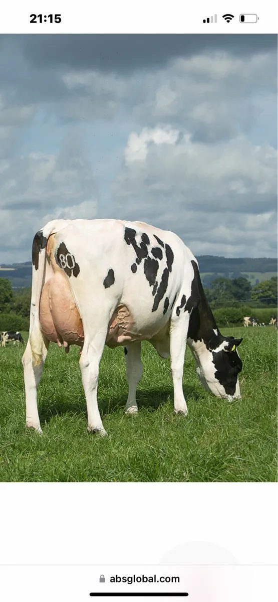 Dairy Cows