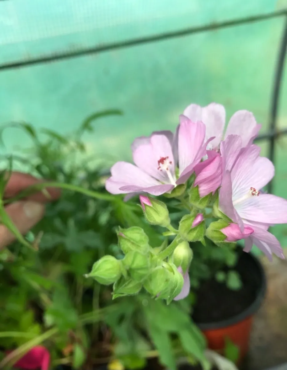 Cottage garden perennial flowers - Image 2