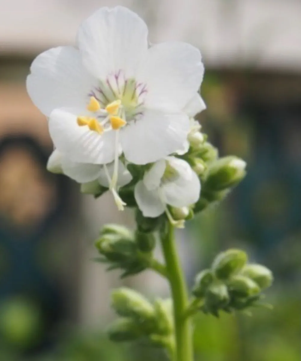 Cottage garden perennial flowers - Image 1
