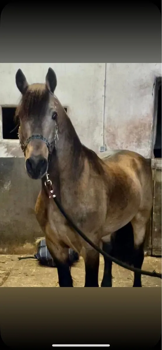 Connemara stallion at stud - Image 1