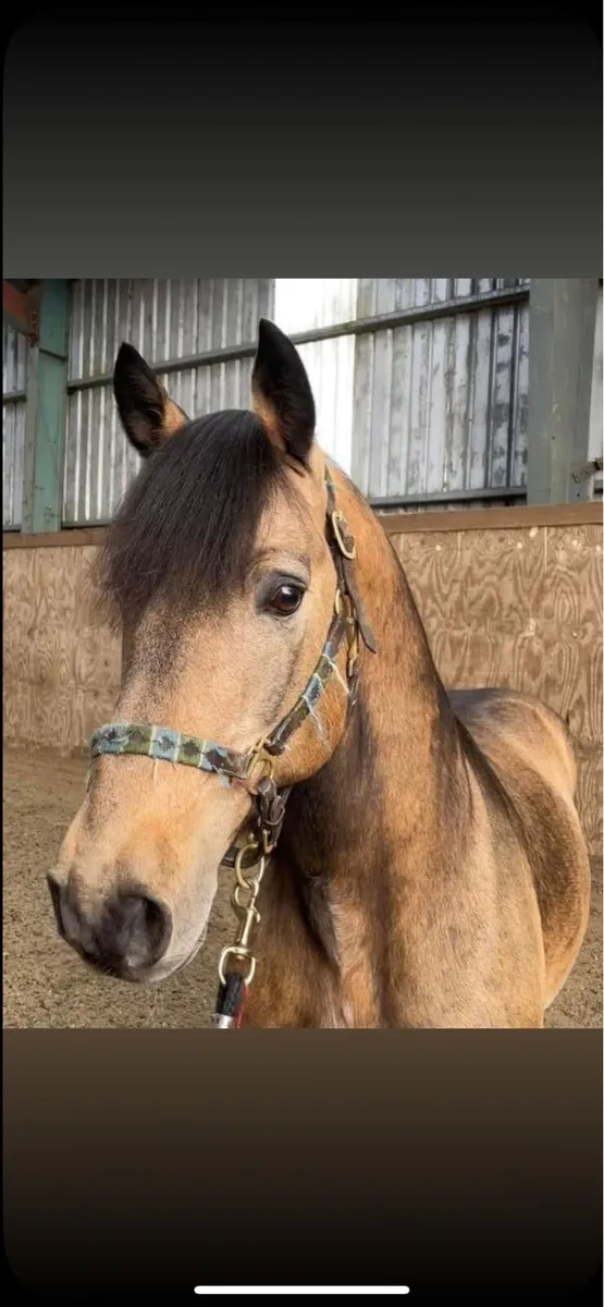 Connemara stallion at stud - Image 2