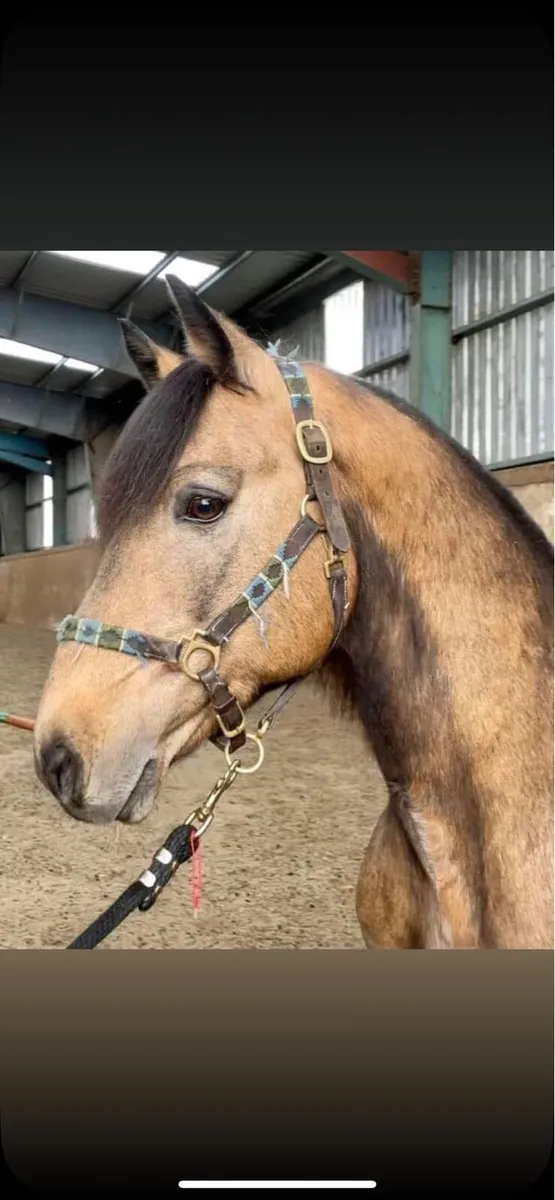 Connemara stallion at stud - Image 3