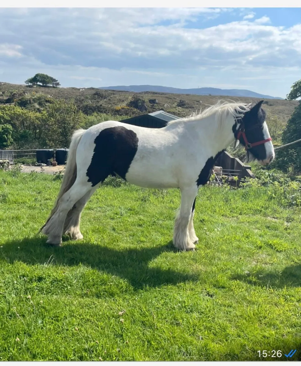 2 Filly Cobs - Image 1