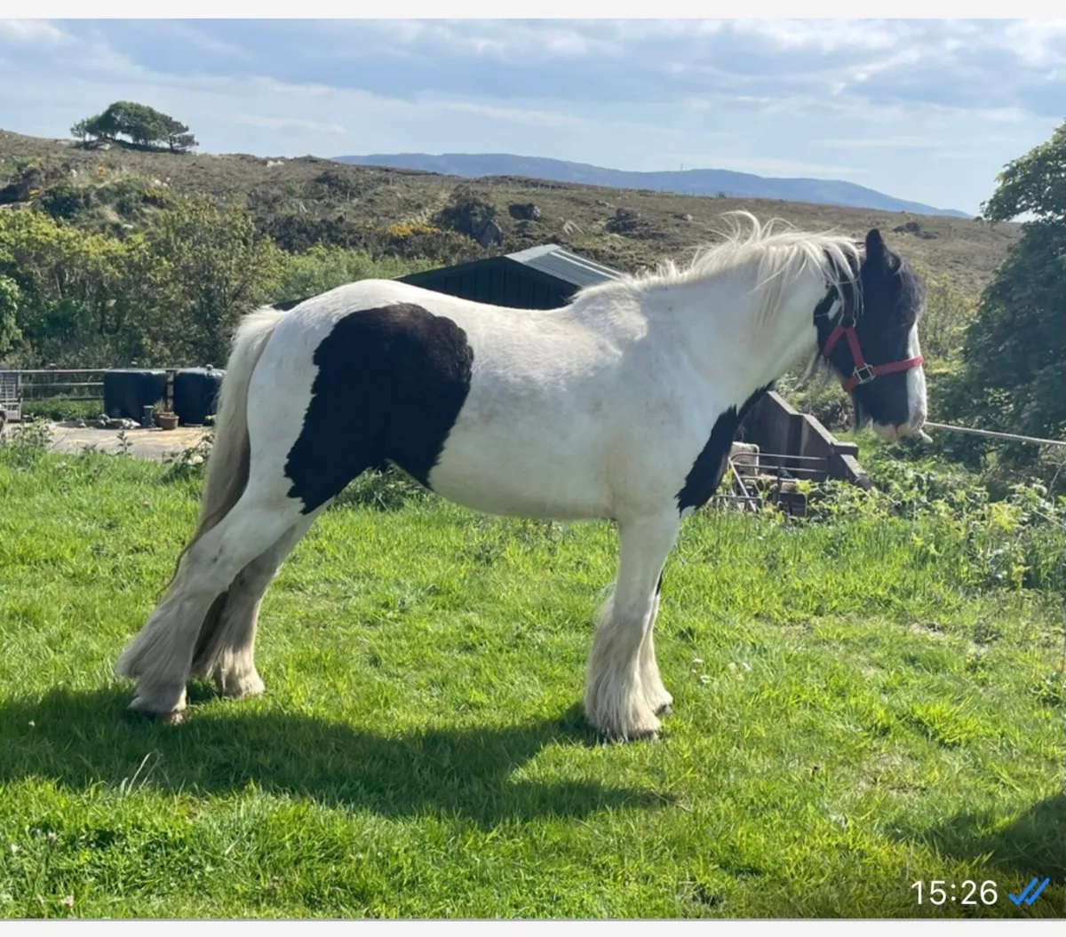 2 Filly Cobs - Image 2