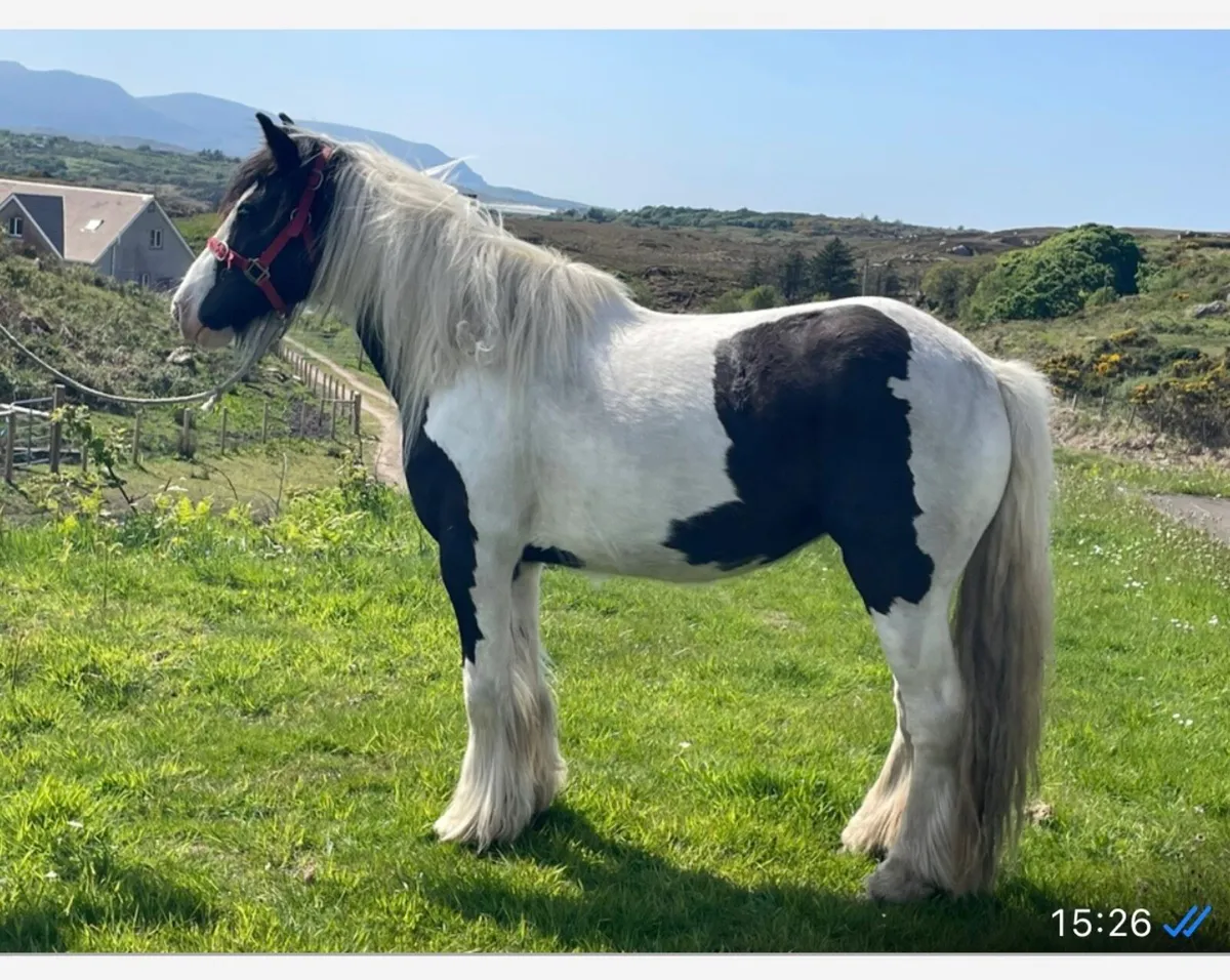 2 Filly Cobs - Image 3