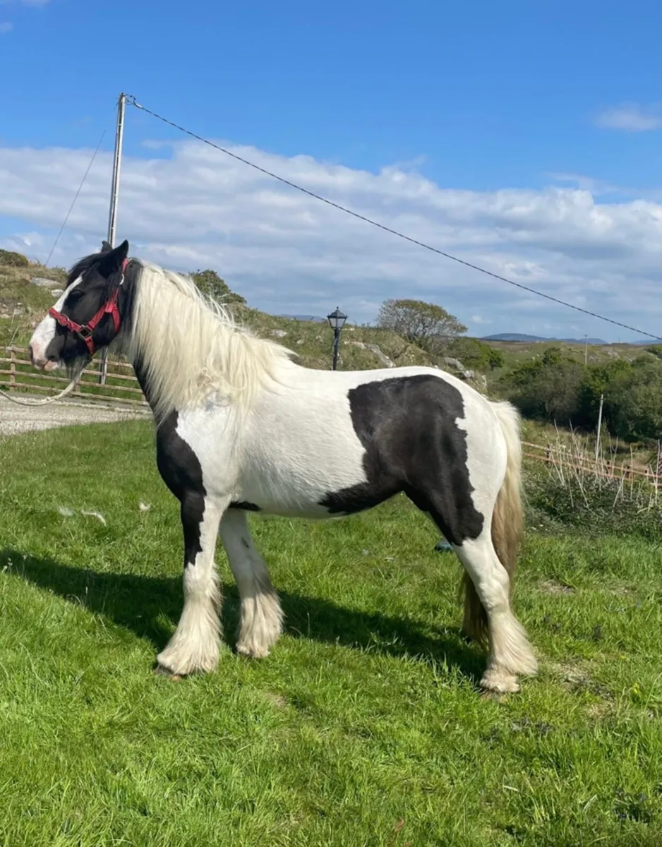 2 Filly Cobs - Image 4