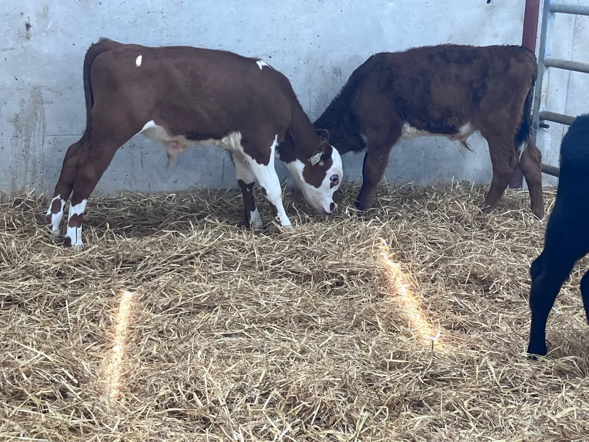 4 reared bull calves for sale - Image 2