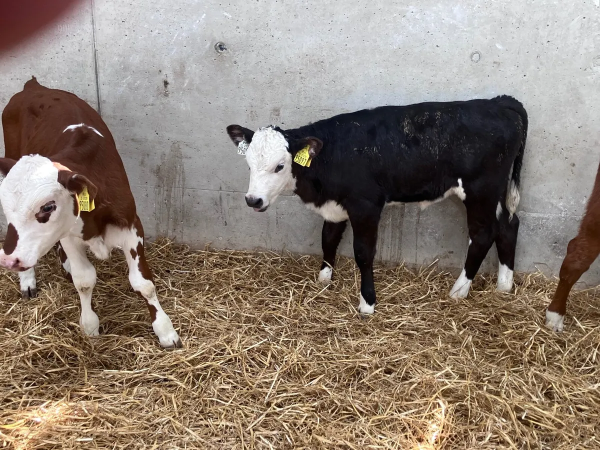 4 reared bull calves for sale - Image 3
