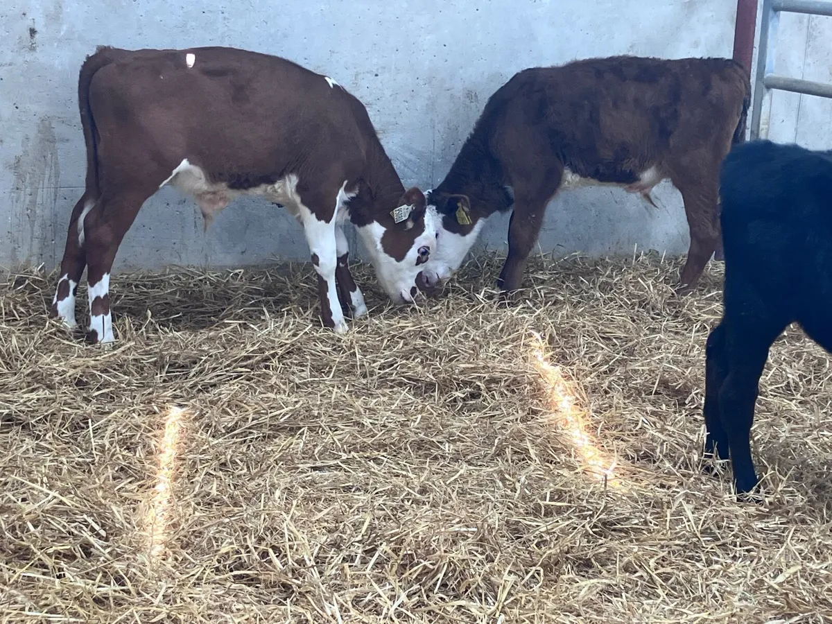 4 reared bull calves for sale - Image 4