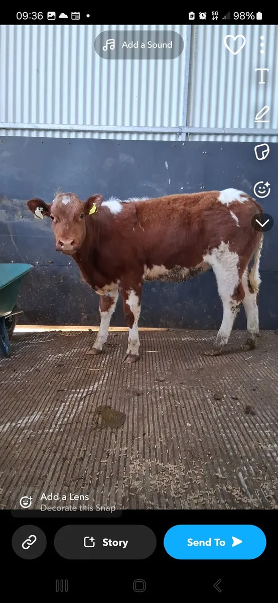 Heifer - Image 2