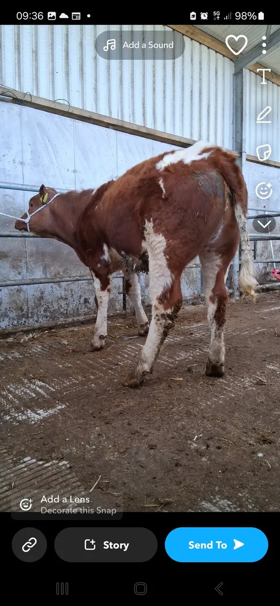 Heifer - Image 3