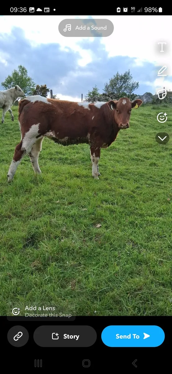 Heifer - Image 4