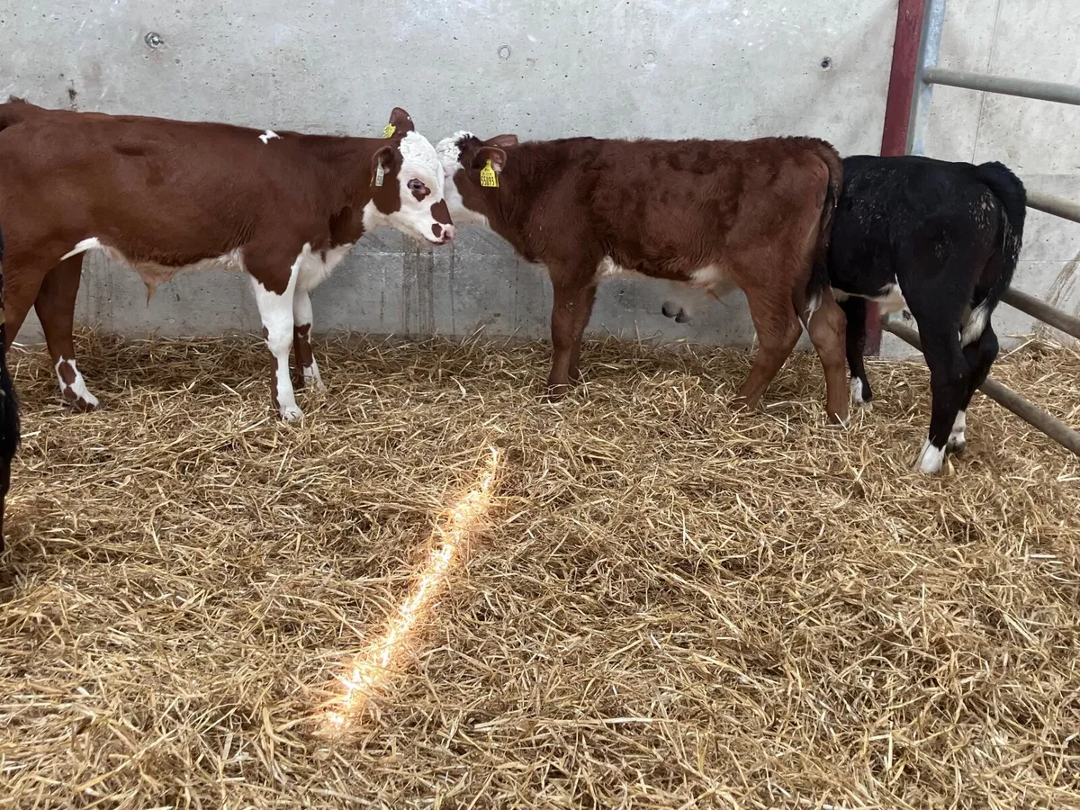 4 reared bull calves for sale - Image 1