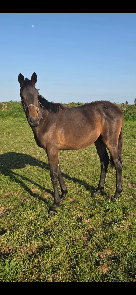 Old Persian Yearling filly - Image 2