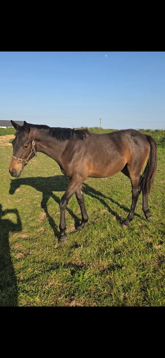 Old Persian Yearling filly - Image 3