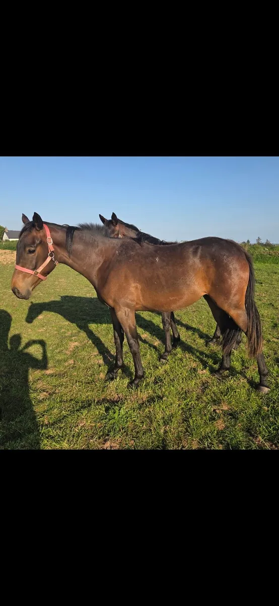 Old Persian Yearling filly - Image 4