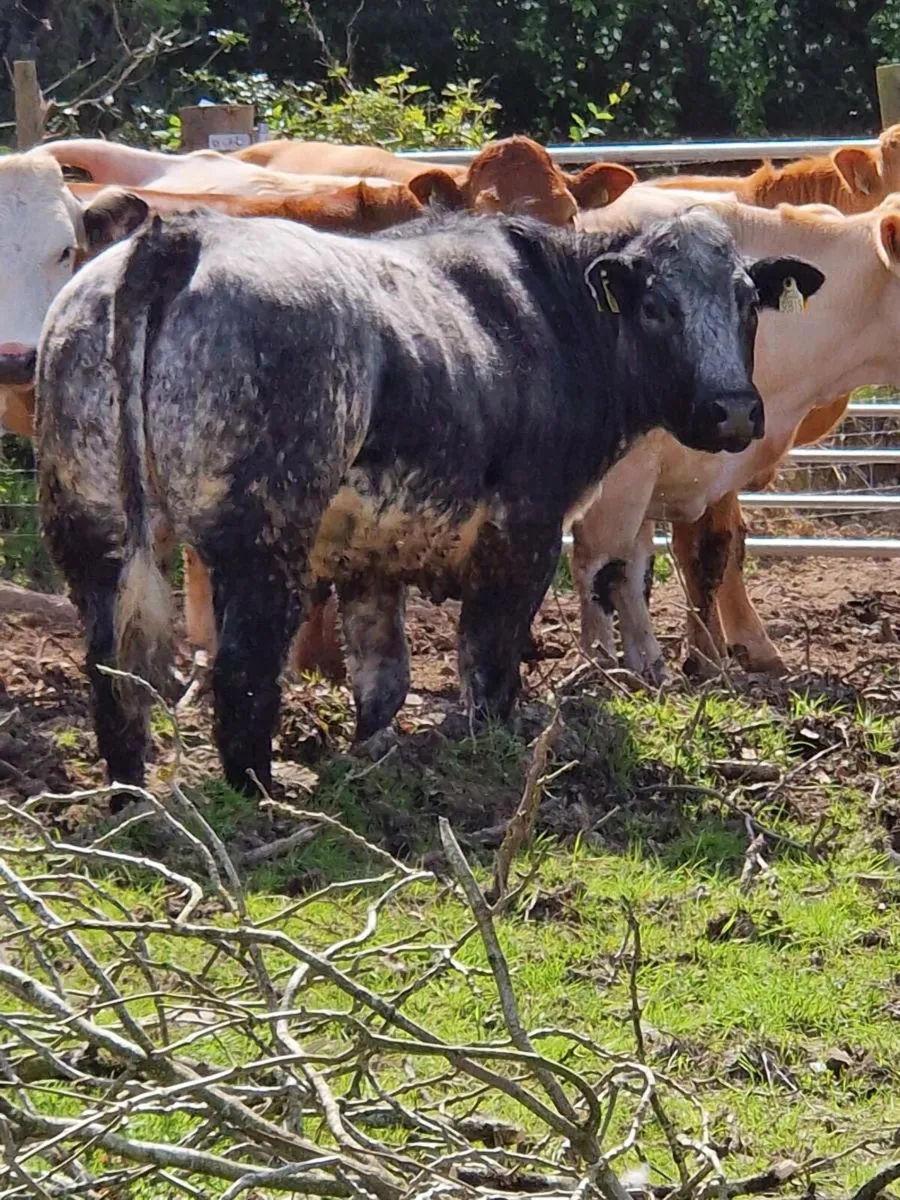 10 Super Breeding Heifers - Image 1