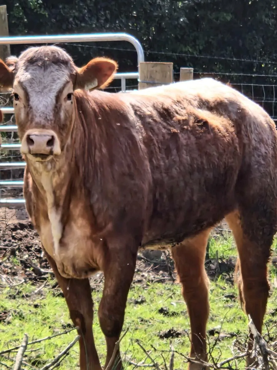10 Super Breeding Heifers - Image 2