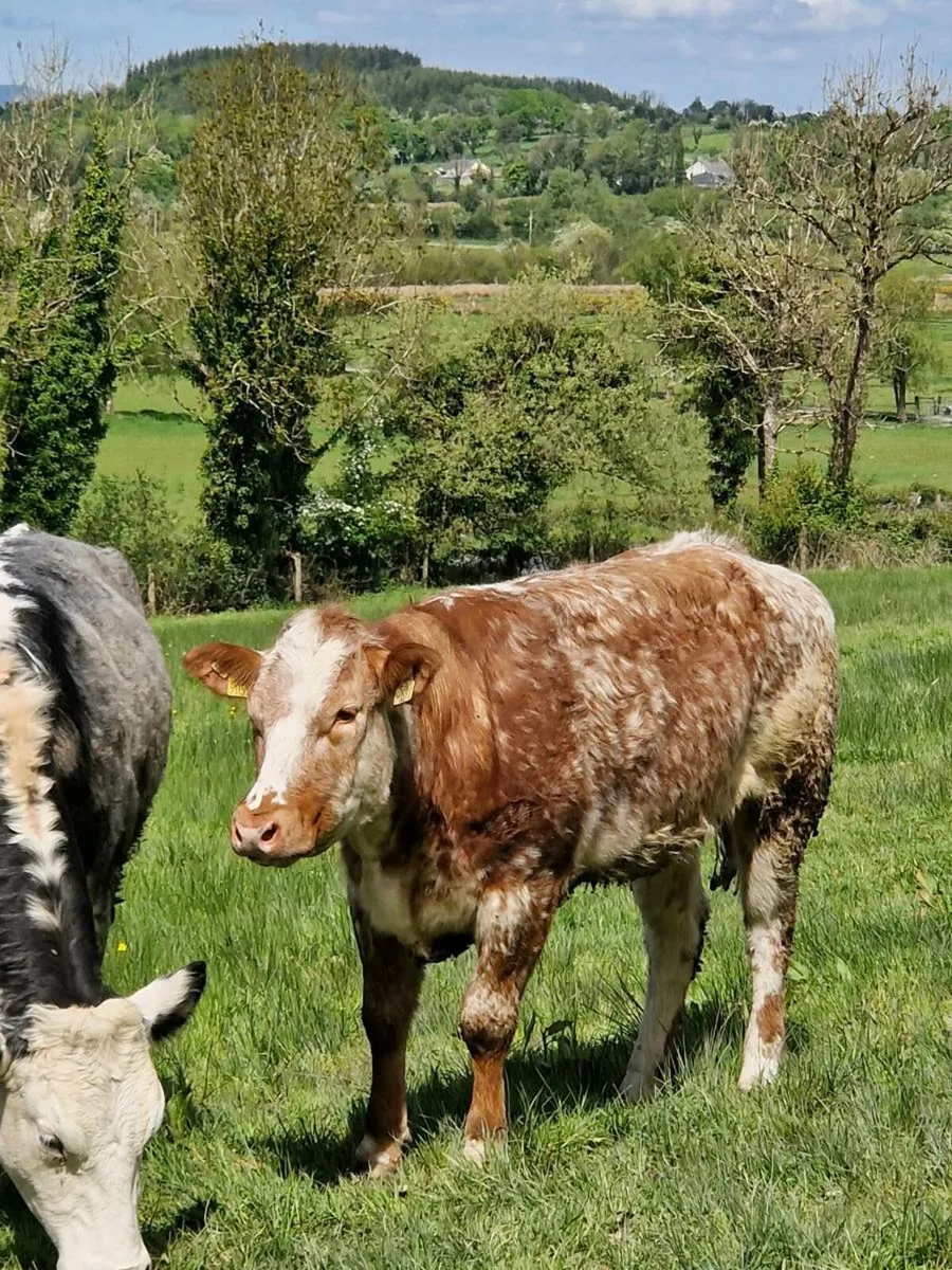 10 Super Breeding Heifers - Image 3