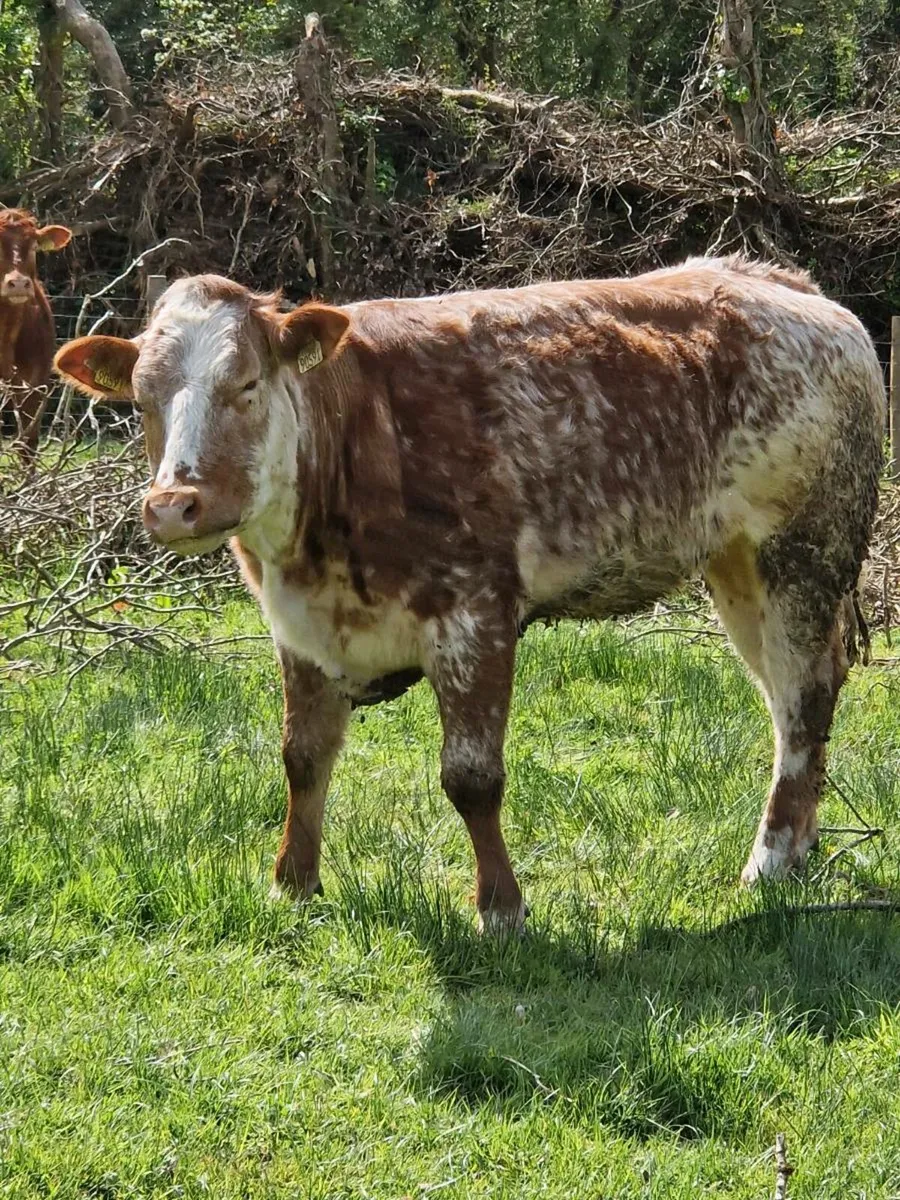 10 Super Breeding Heifers - Image 4