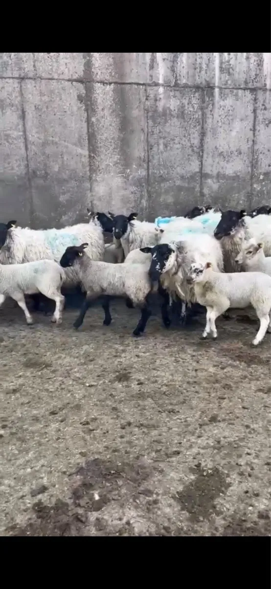 Ewes & Lambs