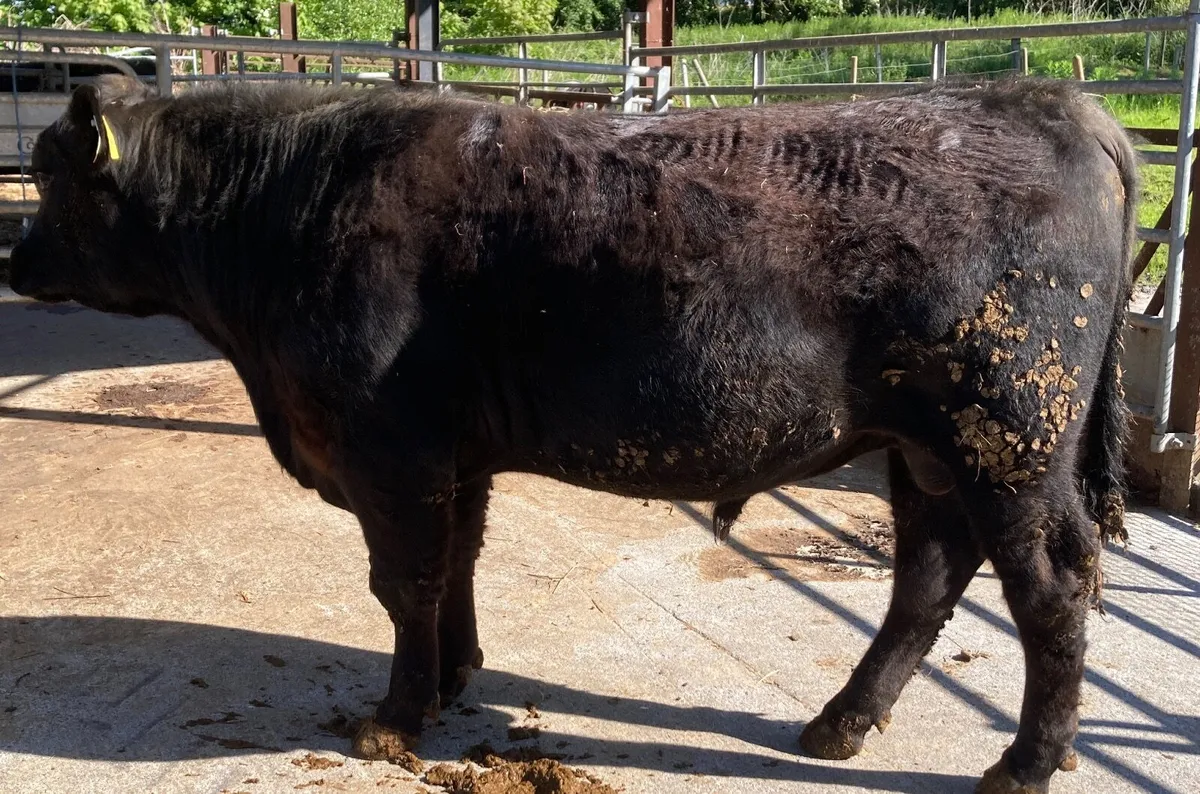 Angus Bull