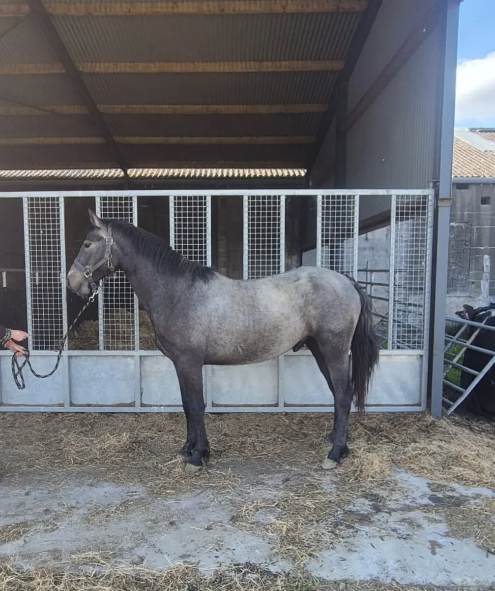 2yr old Connemara gelding - Image 1