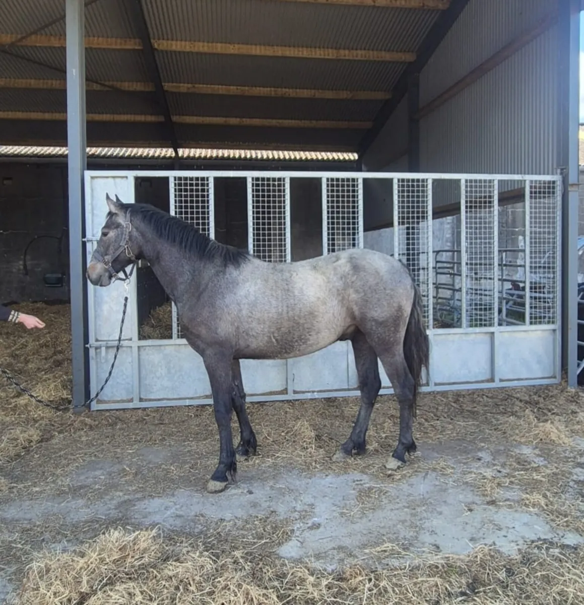 2yr old Connemara gelding - Image 2