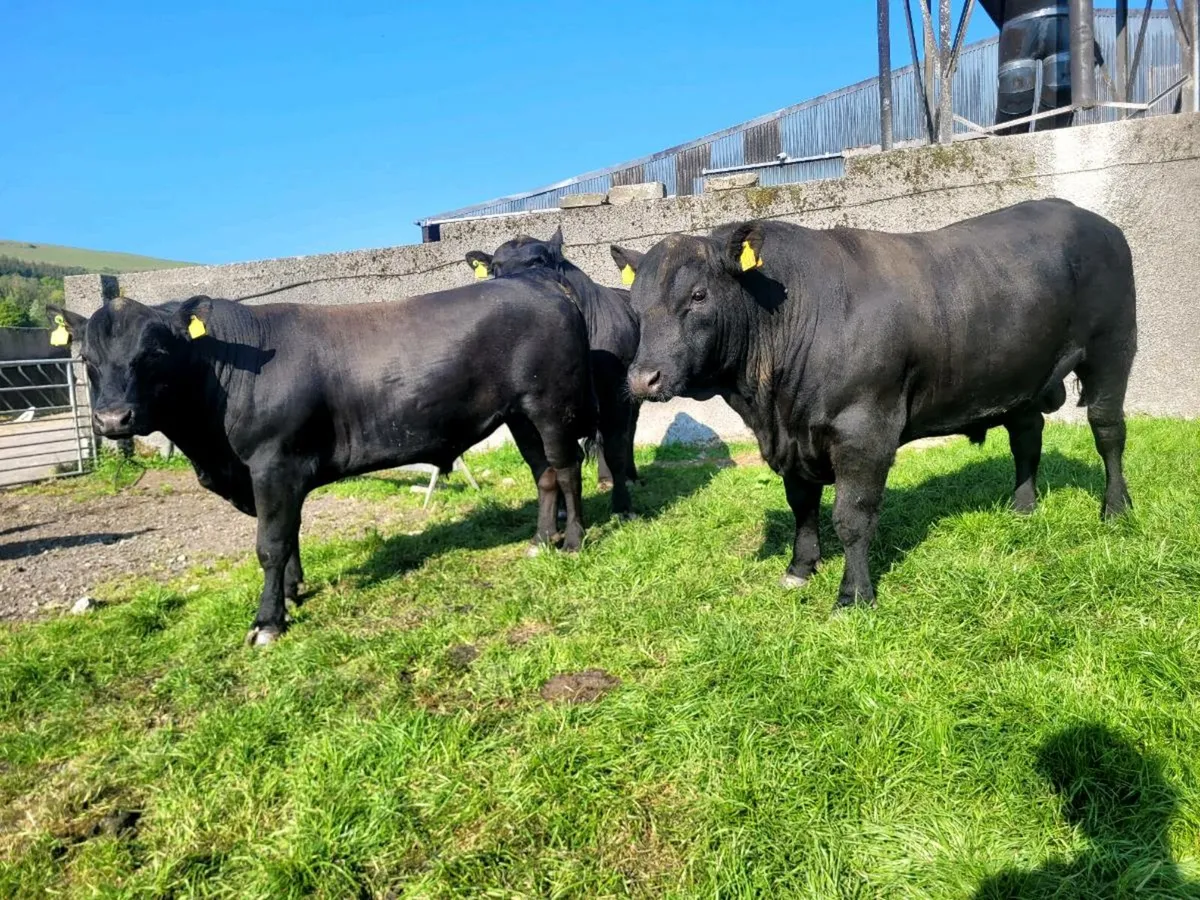 Pedigree Angus Bulls - Image 1