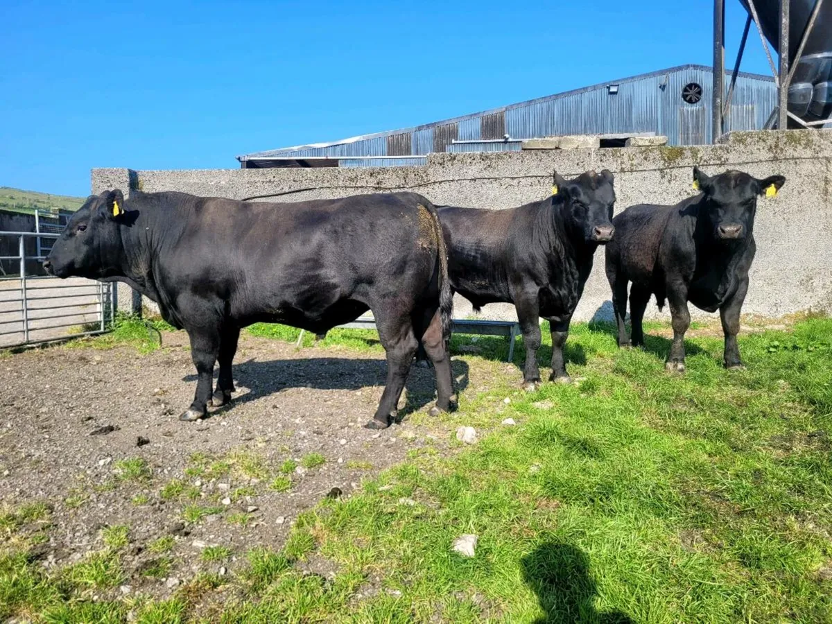 Pedigree Angus Bulls - Image 2