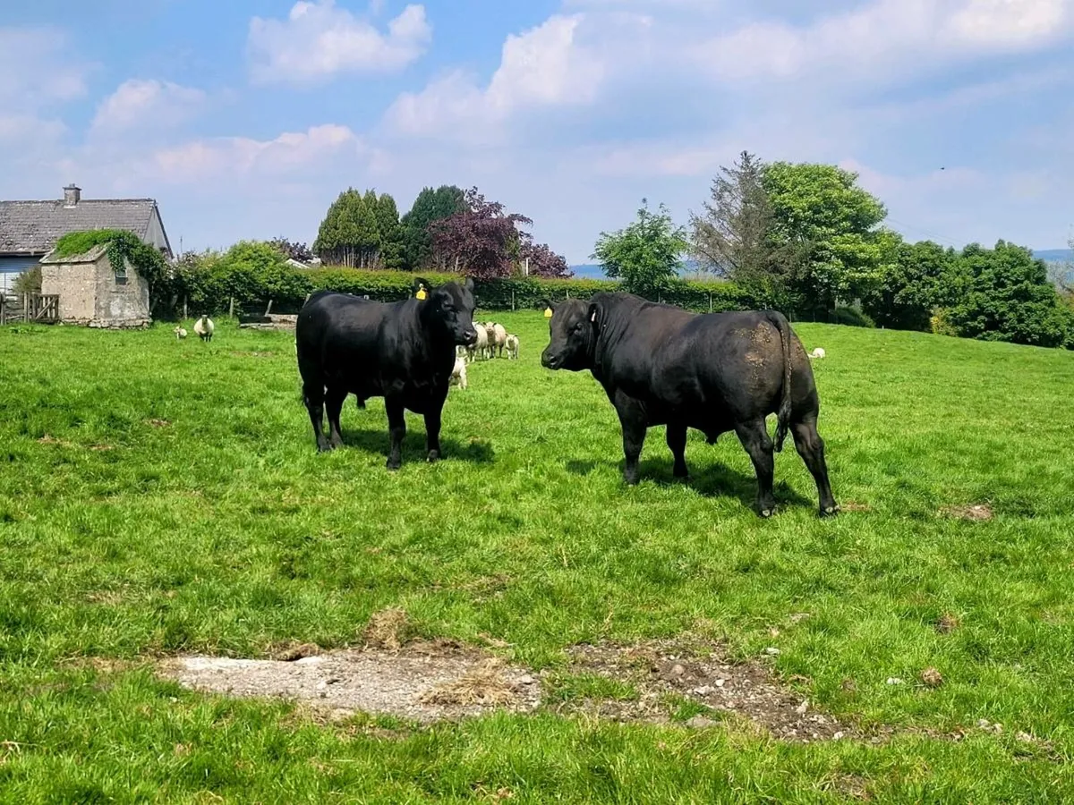 Pedigree Angus Bulls - Image 4