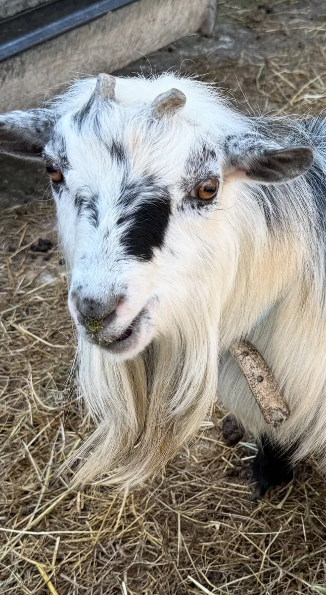 Buck 18 months for sale and 1 castrated male - Image 1