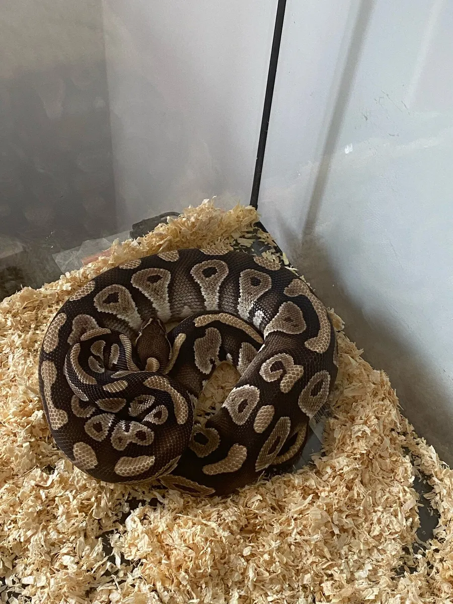 Ball Python With Enclosure - Image 1