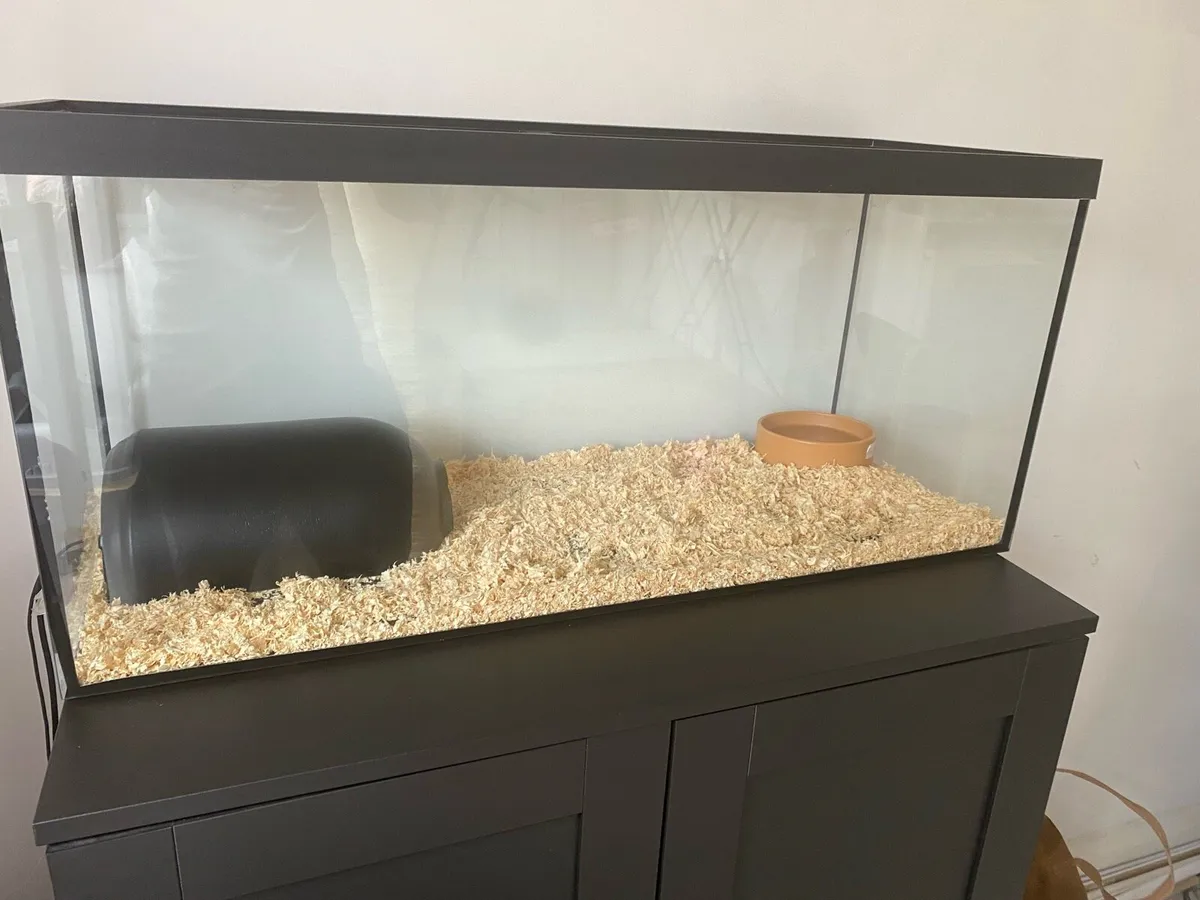 Ball Python With Enclosure - Image 2